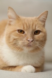 Photo of Cute ginger cat lying on sofa at home, closeup