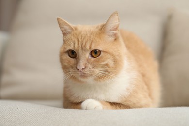 Photo of Cute ginger cat lying on sofa at home