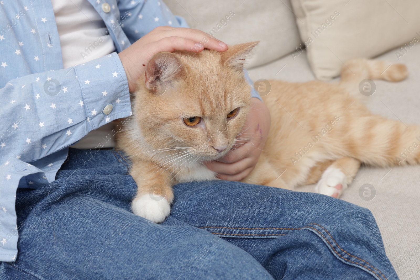 Little girl with her cute ginger cat at home, closeup Photo of Little girl with her cute ginger cat at home, closeup