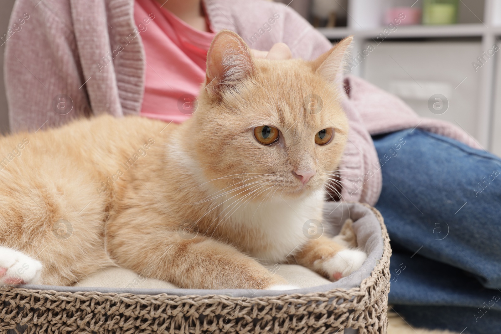 Little girl with her cute ginger cat at home, closeup Photo of Little girl with her cute ginger cat at home, closeup