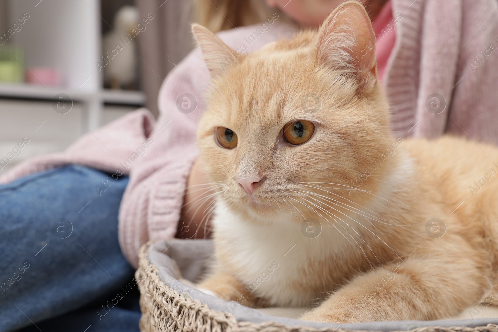 Little girl with her cute ginger cat at home, closeup Photo of Little girl with her cute ginger cat at home, closeup