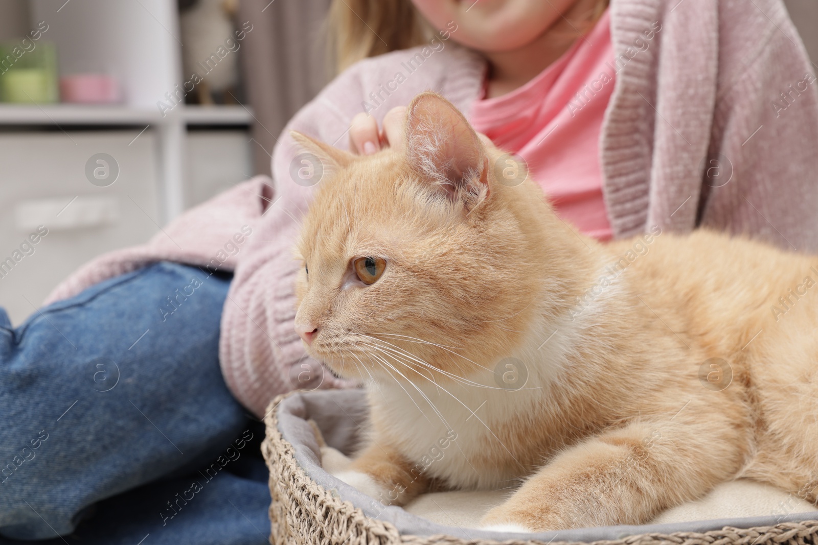 Little girl with her cute ginger cat at home, closeup Photo of Little girl with her cute ginger cat at home, closeup