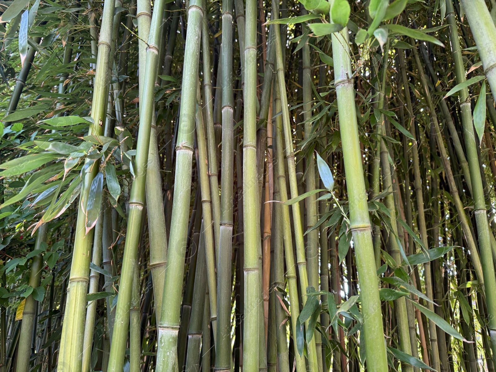 Many bamboo stalks with green leaves outdoors, low angle view Photo of Many bamboo stalks with green leaves outdoors, low angle view