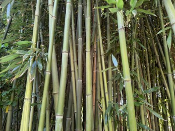 Photo of Many bamboo stalks with green leaves outdoors, low angle view