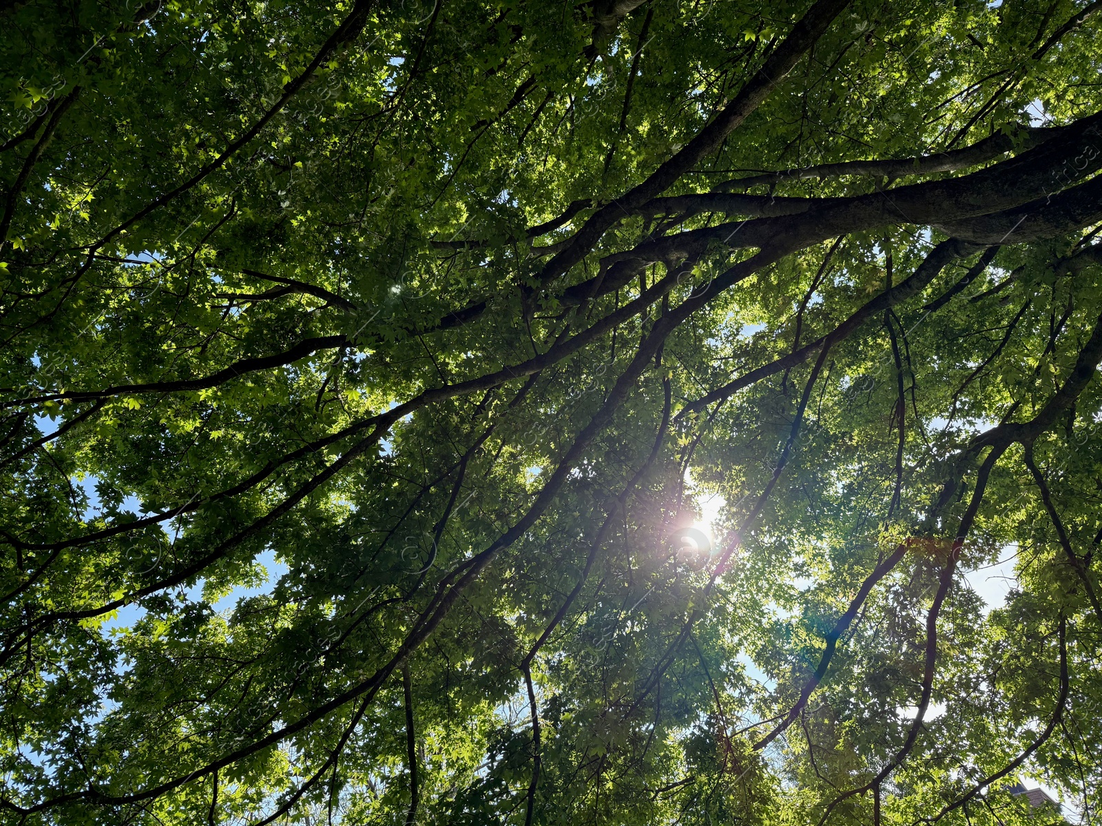 Beautiful tree crown with green leaves as background, closeup Photo of Beautiful tree crown with green leaves as background, closeup