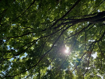 Photo of Beautiful tree crown with green leaves as background, closeup