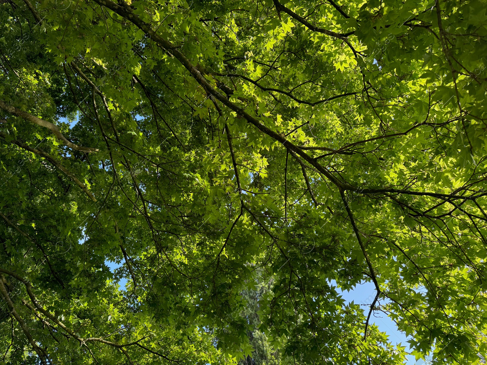 Beautiful tree crown with green leaves as background, closeup Photo of Beautiful tree crown with green leaves as background, closeup