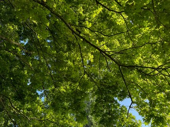 Photo of Beautiful tree crown with green leaves as background, closeup