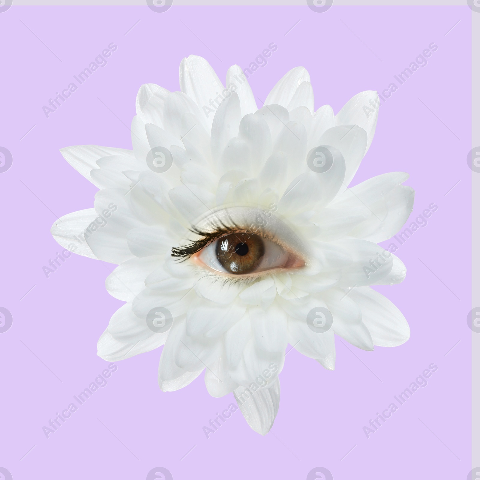White flower with eye inside on light violet background. Creative collage Image of White flower with eye inside on light violet background. Creative collage