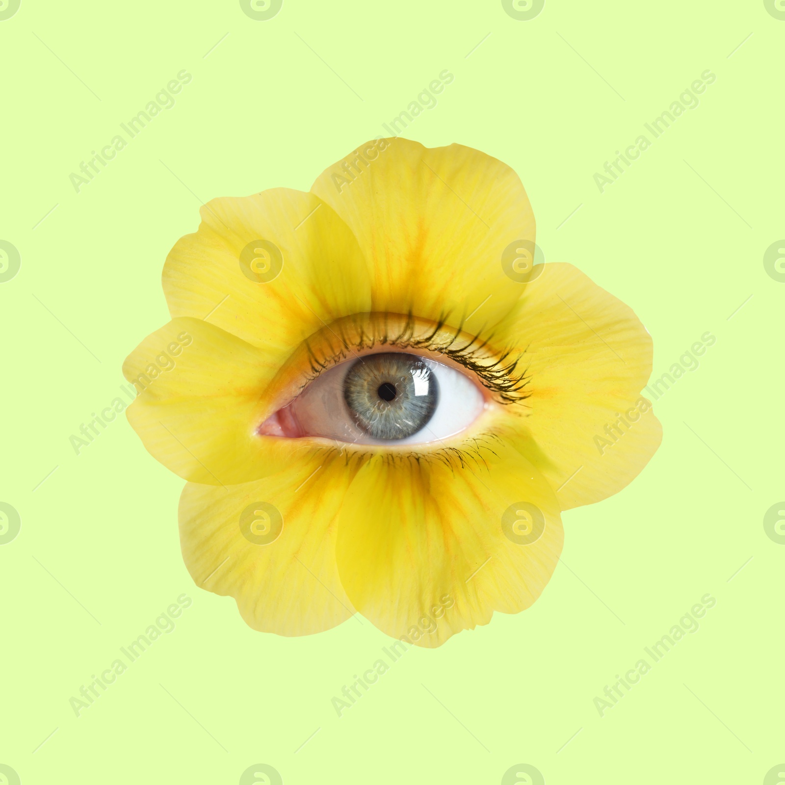 Yellow flower with eye inside on light green background. Creative collage Image of Yellow flower with eye inside on light green background. Creative collage