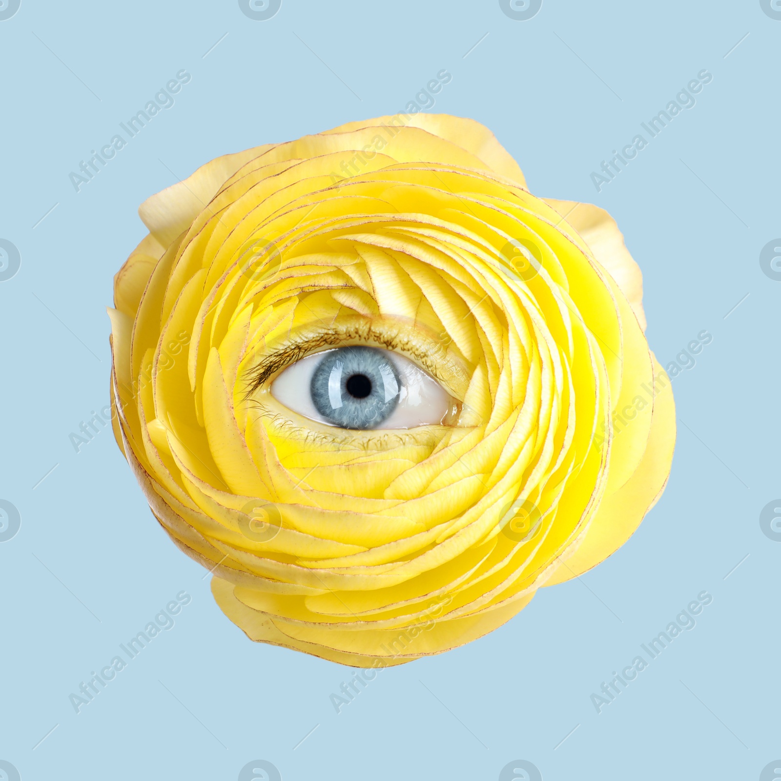 Yellow ranunculus flower with eye inside on color background. Creative collage Image of Yellow ranunculus flower with eye inside on color background. Creative collage