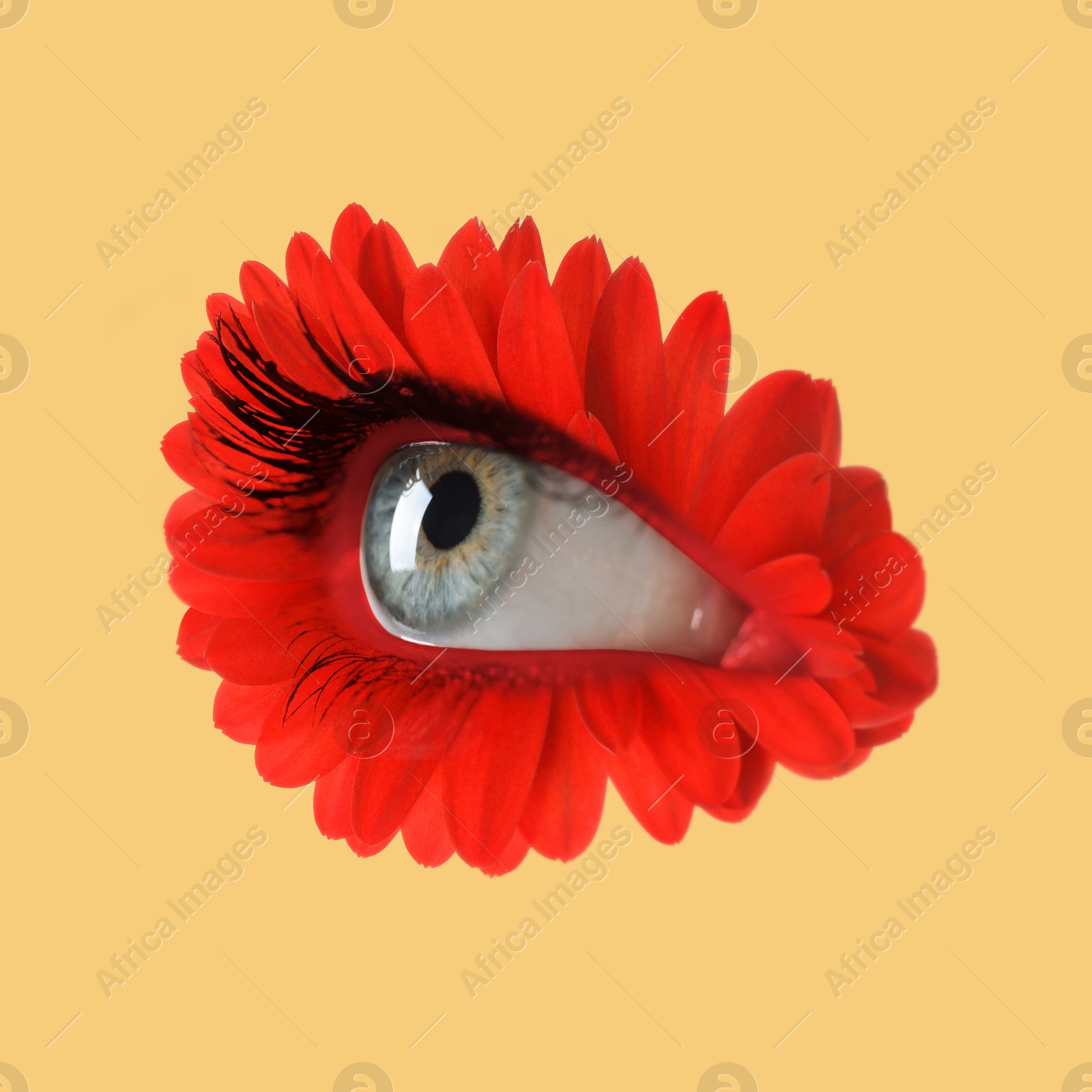 Red flower with eye inside on pale orange background. Creative collage Image of Red flower with eye inside on pale orange background. Creative collage