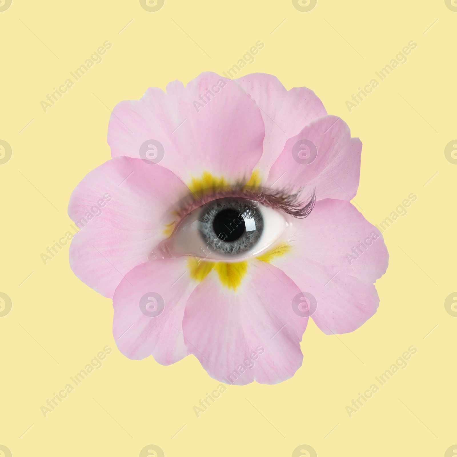 Pink flower with eye inside on pale yellow background. Creative collage Image of Pink flower with eye inside on pale yellow background. Creative collage