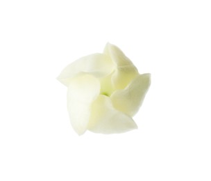 Photo of Beautiful aromatic jasmine flower isolated on white