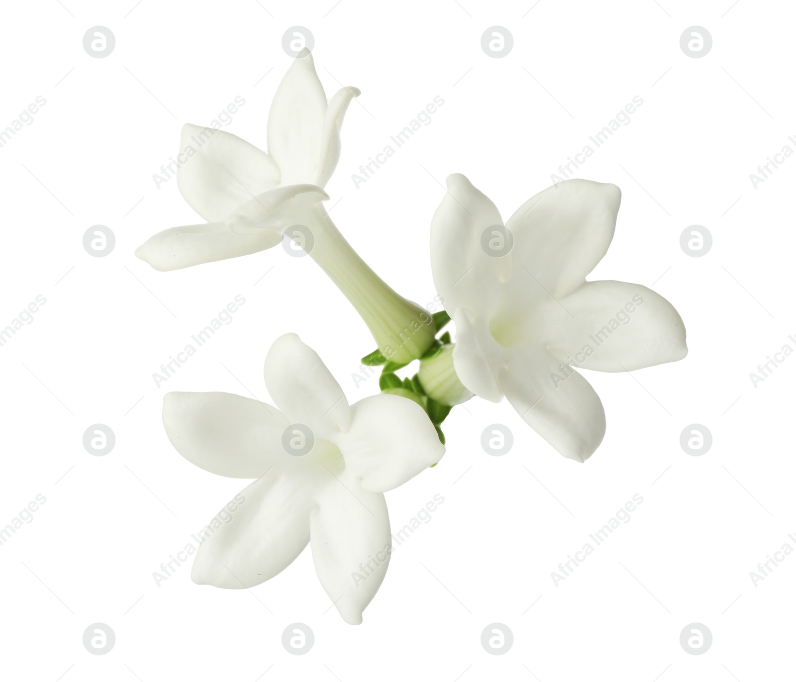 Beautiful aromatic jasmine flowers isolated on white Photo of Beautiful aromatic jasmine flowers isolated on white