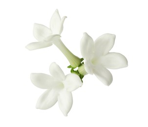 Photo of Beautiful aromatic jasmine flowers isolated on white