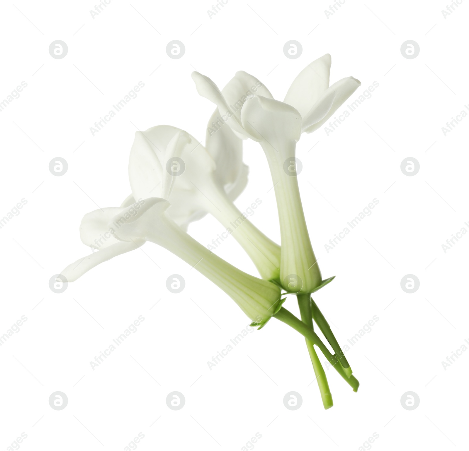 Beautiful aromatic jasmine flowers isolated on white Photo of Beautiful aromatic jasmine flowers isolated on white