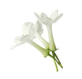 Photo of Beautiful aromatic jasmine flowers isolated on white