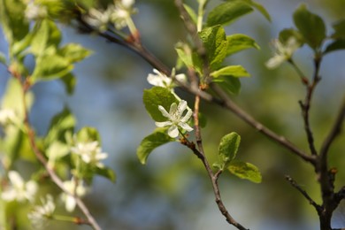 Photo of Beautiful blossoming plum tree with white flowers outdoors, closeup