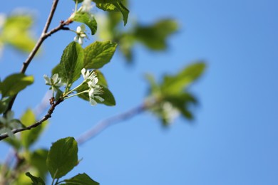 Photo of Beautiful blossoming plum tree with white flowers under blue sky, low angle view. Space for text