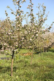 Photo of Beautiful blossoming apple tree in garden on sunny day