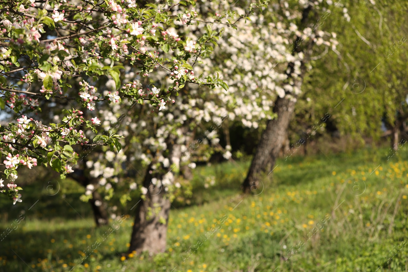 Beautiful blossoming apple tree in garden on sunny day, closeup. Space for text Photo of Beautiful blossoming apple tree in garden on sunny day, closeup. Space for text
