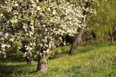 Photo of Beautiful blossoming apple tree in garden on sunny day, closeup. Space for text