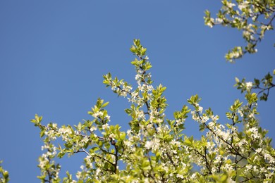 Photo of Beautiful blossoming plum tree with white flowers under blue sky, low angle view