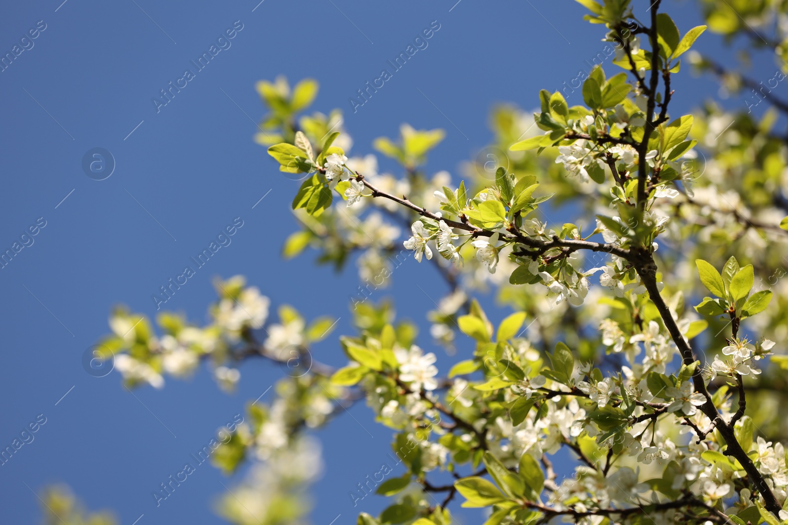 Beautiful blossoming plum tree with white flowers under blue sky, low angle view. Space for text Photo of Beautiful blossoming plum tree with white flowers under blue sky, low angle view. Space for text