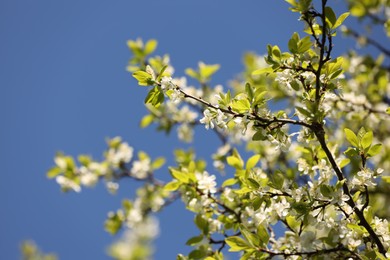Photo of Beautiful blossoming plum tree with white flowers under blue sky, low angle view. Space for text