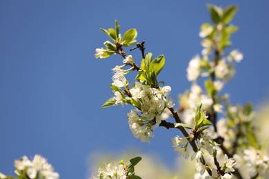 Photo of Beautiful blossoming plum tree with white flowers under blue sky, low angle view. Space for text