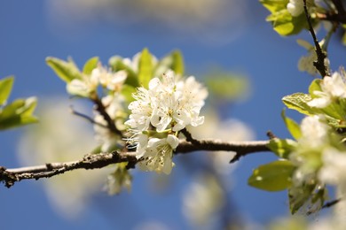 Photo of Beautiful blossoming plum tree with white flowers outdoors, closeup