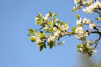 Photo of Beautiful blossoming plum tree with white flowers under blue sky, closeup. Space for text