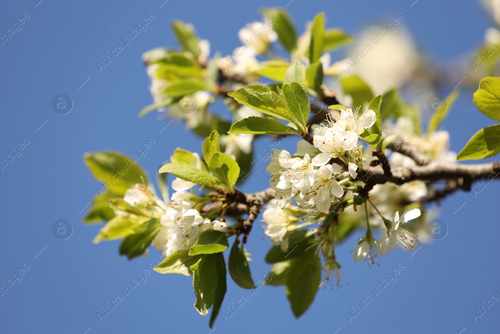 Beautiful blossoming plum tree with white flowers under blue sky, closeup Photo of Beautiful blossoming plum tree with white flowers under blue sky, closeup