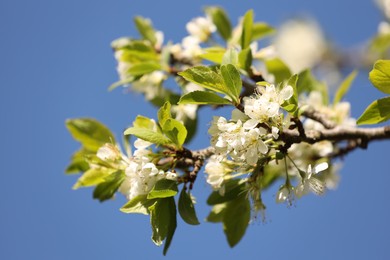 Photo of Beautiful blossoming plum tree with white flowers under blue sky, closeup