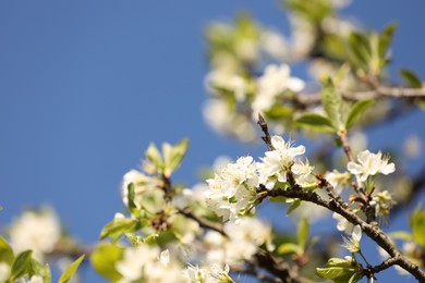Photo of Beautiful blossoming plum tree with white flowers under blue sky, closeup. Space for text
