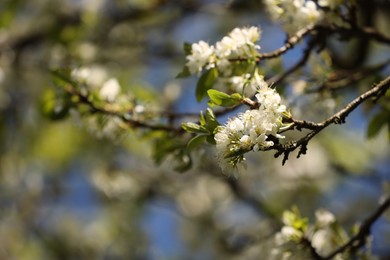 Photo of Beautiful blossoming plum tree with white flowers outdoors, closeup. Space for text