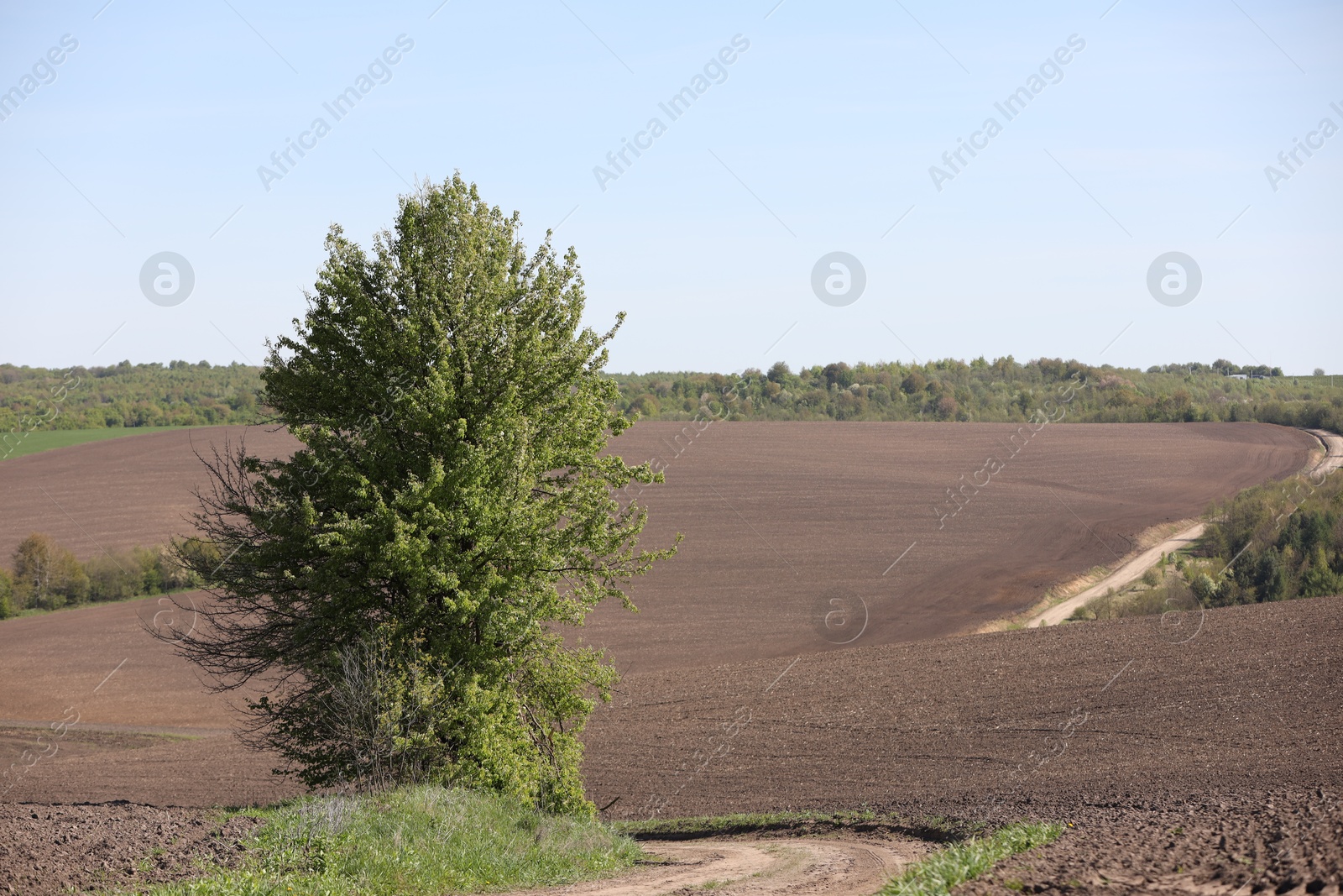 Tree with green leaves growing in field Photo of Tree with green leaves growing in field