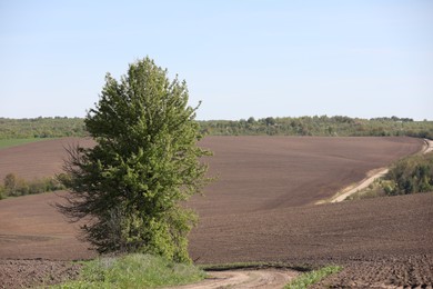 Photo of Tree with green leaves growing in field