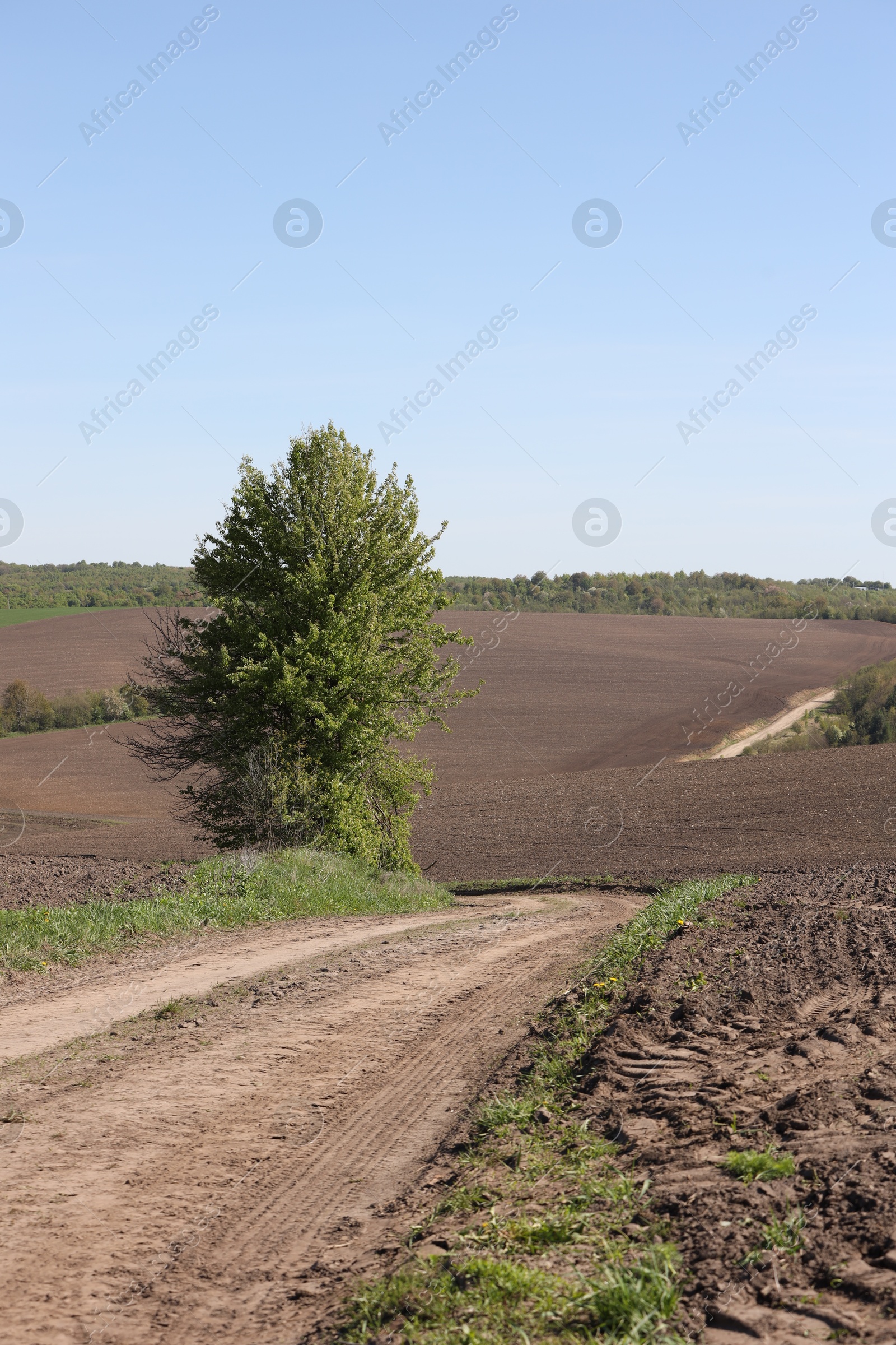 Tree with green leaves growing in field Photo of Tree with green leaves growing in field