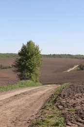 Photo of Tree with green leaves growing in field