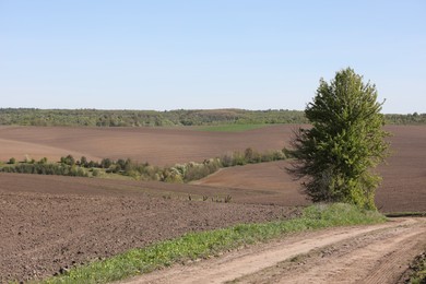 Photo of Tree with green leaves growing in field