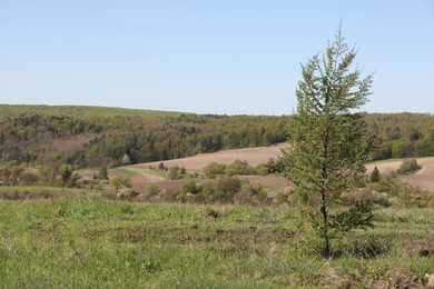 Photo of Tree with green leaves growing in field