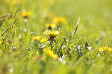 Photo of Beautiful dandelions growing outdoors on sunny day, closeup