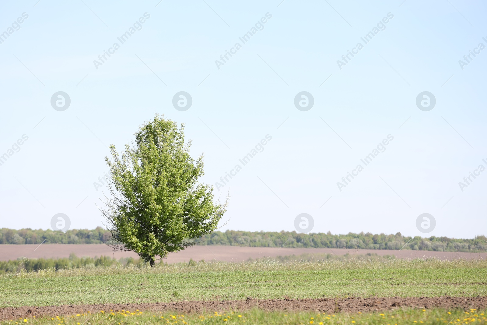 Tree with green leaves growing in field, space for text Photo of Tree with green leaves growing in field, space for text