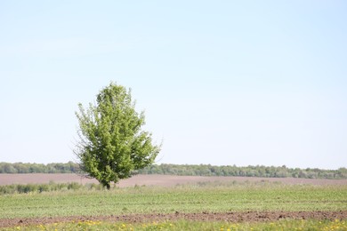 Photo of Tree with green leaves growing in field, space for text