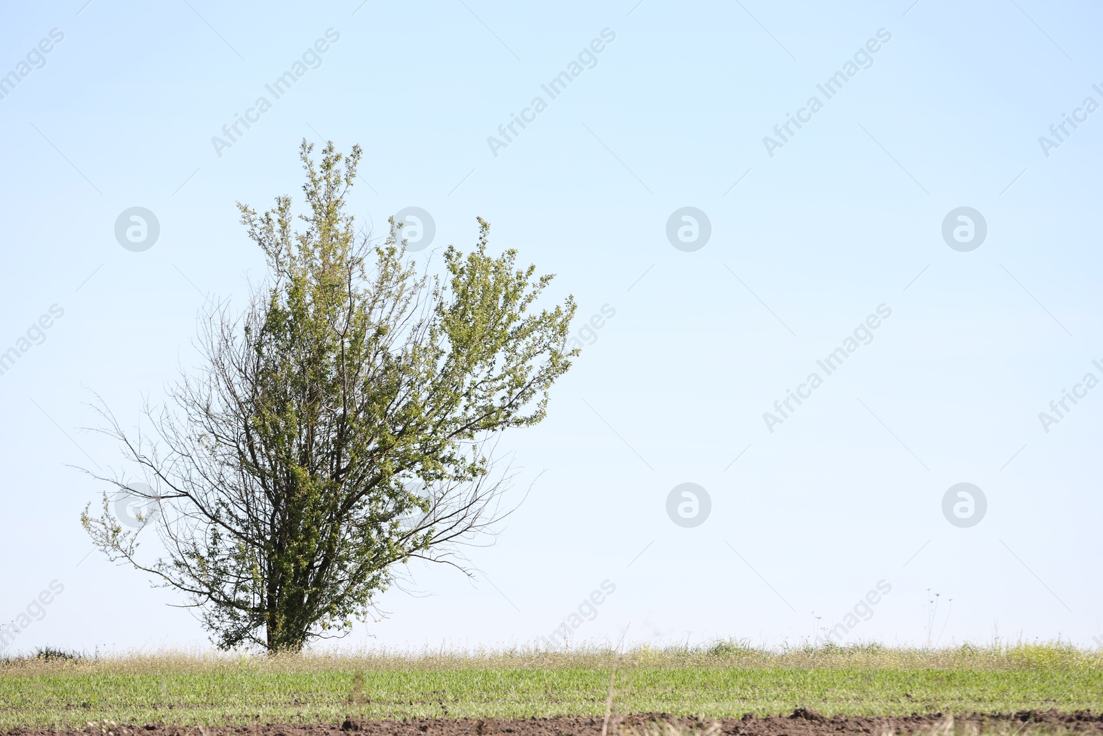 Tree with green leaves growing in field, space for text Photo of Tree with green leaves growing in field, space for text