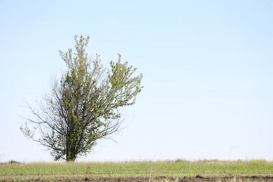 Photo of Tree with green leaves growing in field, space for text