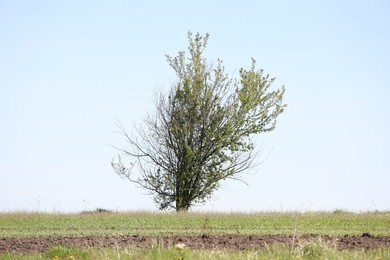 Photo of Tree with green leaves growing in field