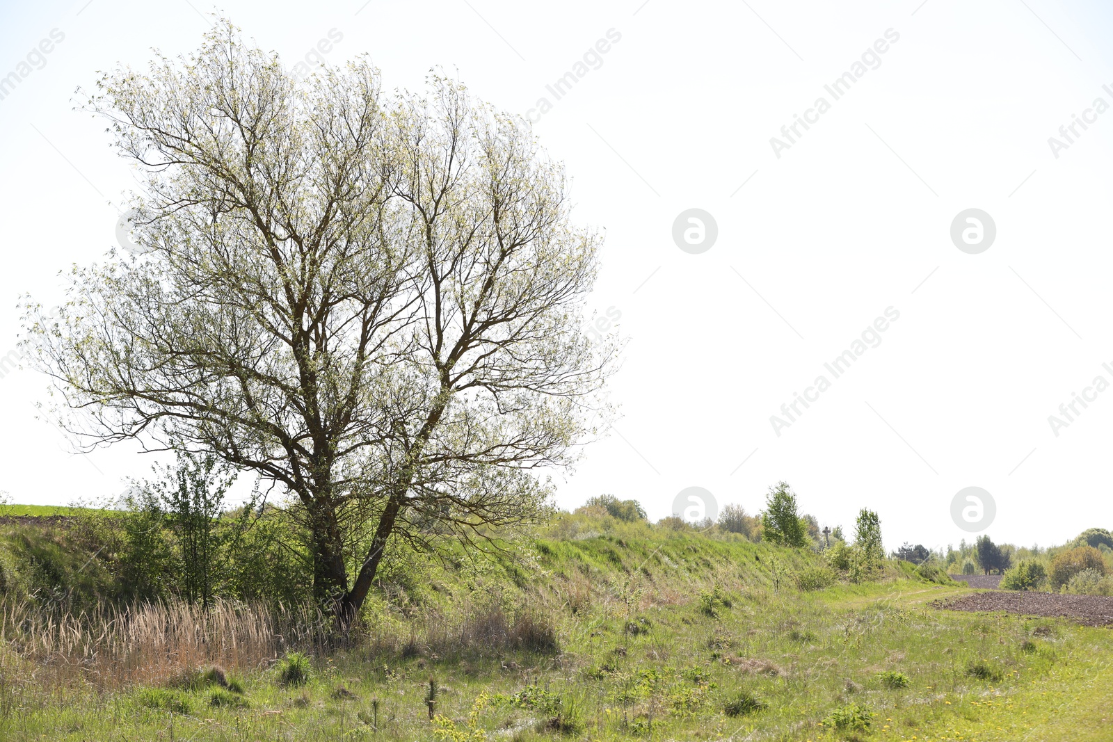 Tree with green leaves growing in field, space for text Photo of Tree with green leaves growing in field, space for text